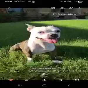 lost female dog leah