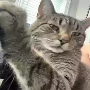 lost male cat tucker