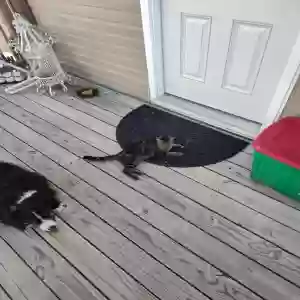 found male cat unknown