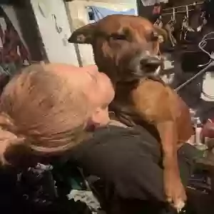 lost male dog puppy