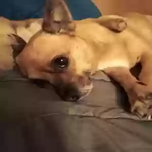 lost male dog max