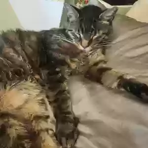 lost male cat gomez