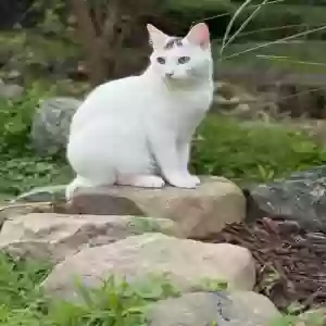 lost male cat casper