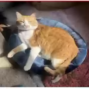 lost male cat sabiko