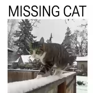 lost male cat enzo