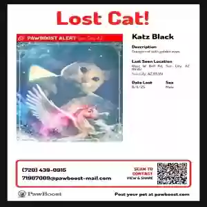 lost male cat katz kittan black