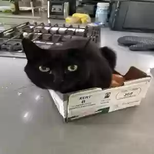 lost female cat luna