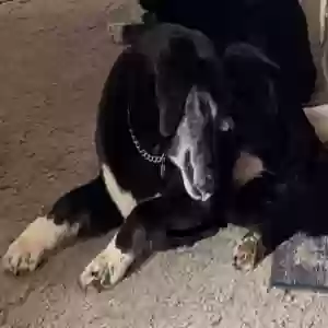 lost female dog dora