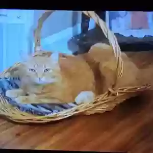 lost male cat sammy