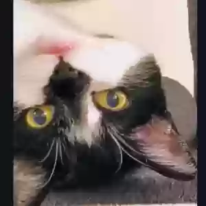 lost male cat mike
