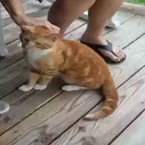found male cat unknown
