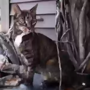 lost female cat sadie