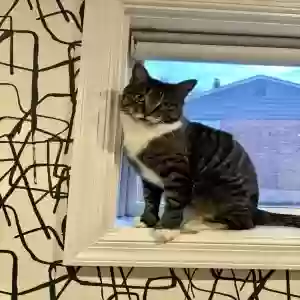 lost female cat unknown