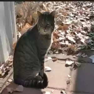 lost male cat twix