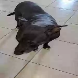 lost female dog stella