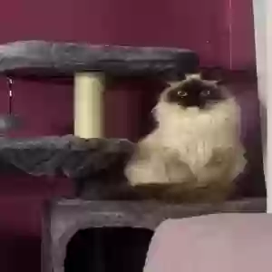 lost female cat lola