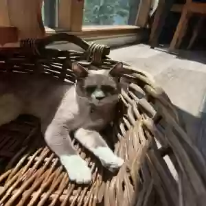 lost female cat nala