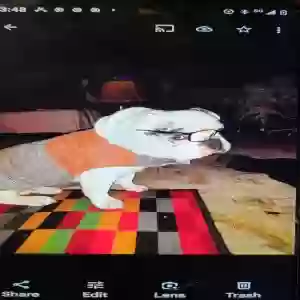 lost male dog tony