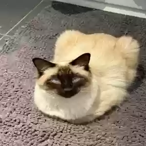 lost male cat loki
