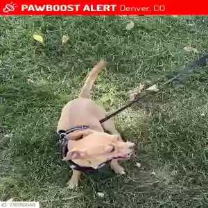 lost male dog rocky