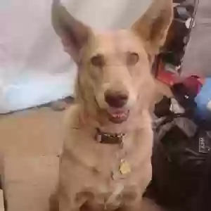 lost female dog sandy girl