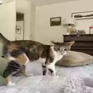 lost female cat bambi