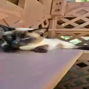 lost male cat gizmo