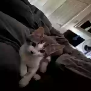 lost male cat max
