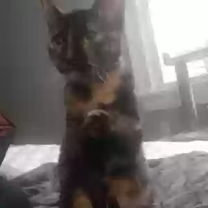 lost female cat cosita (koh-see-tah)