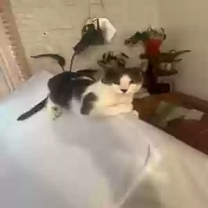 lost female cat lyra