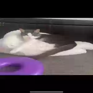 lost male cat tootsie