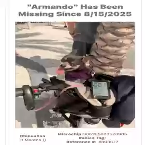 lost male dog armando