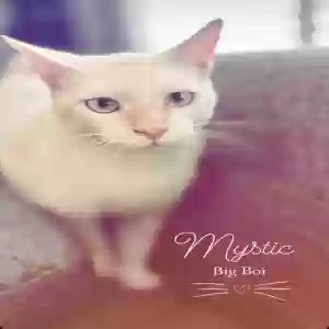 lost male cat mystic