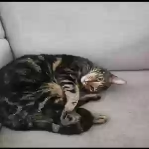 lost male cat fred