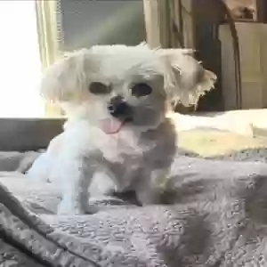lost female dog lula