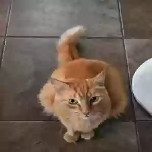 lost male cat unknown