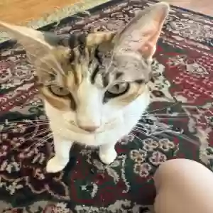 lost female cat rue