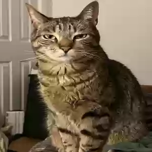 lost male cat jimmy