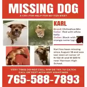 lost male dog karl