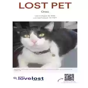 lost male cat oreo