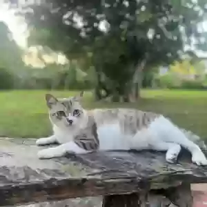 lost male cat tesla