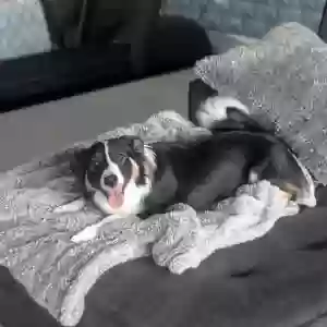 lost female dog luna