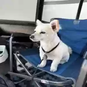 lost female dog unknown