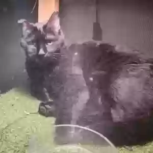 lost male cat bae