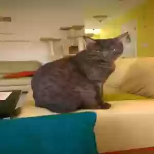 lost male cat gus